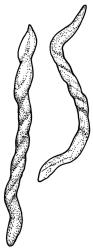Pohlia ochii, gemmae. Drawn from A.J. Fife 6813, CHR 405619.
 Image: R.C. Wagstaff © Landcare Research 2020 CC BY 4.0